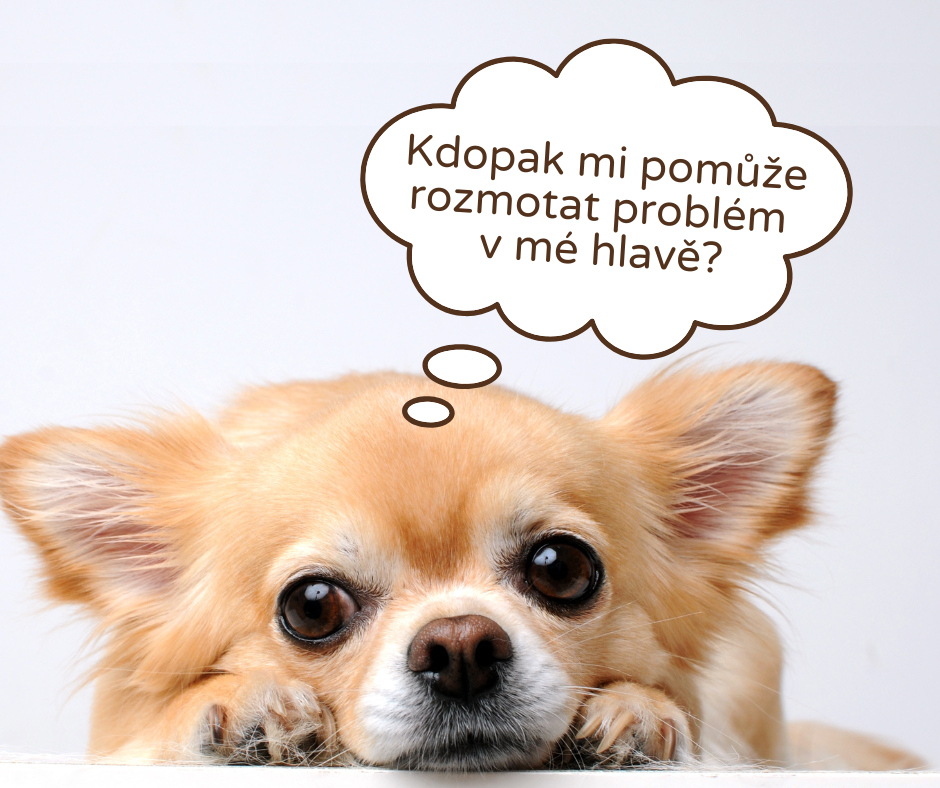Smutná čivava